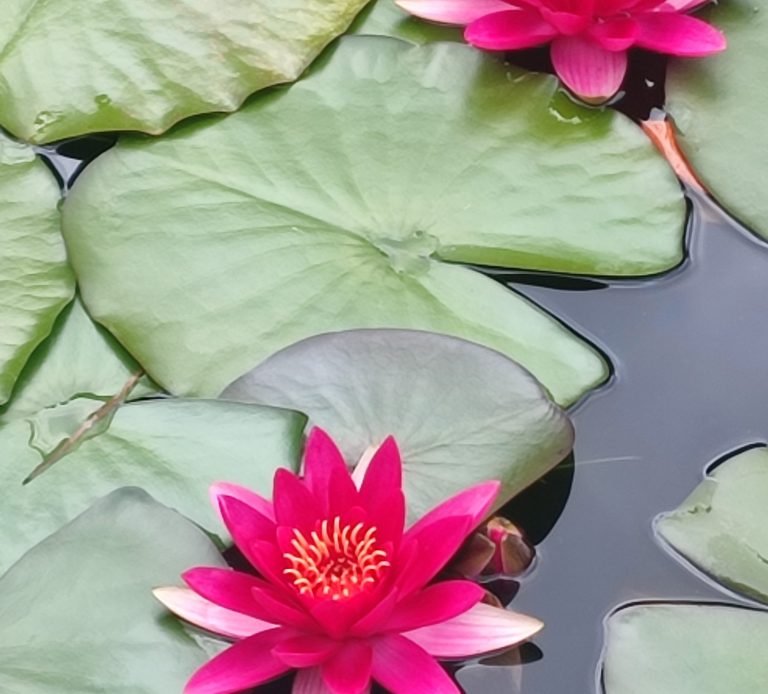 Dos nenúfares de color fucsia flotan sobre la superficie de un lago o estanque junto a varias hojas verdes