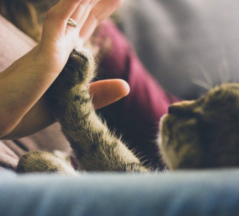 Un gato de color gris rayado pega su zarpa a la palma de la mano de un ser humano con jersey color vino