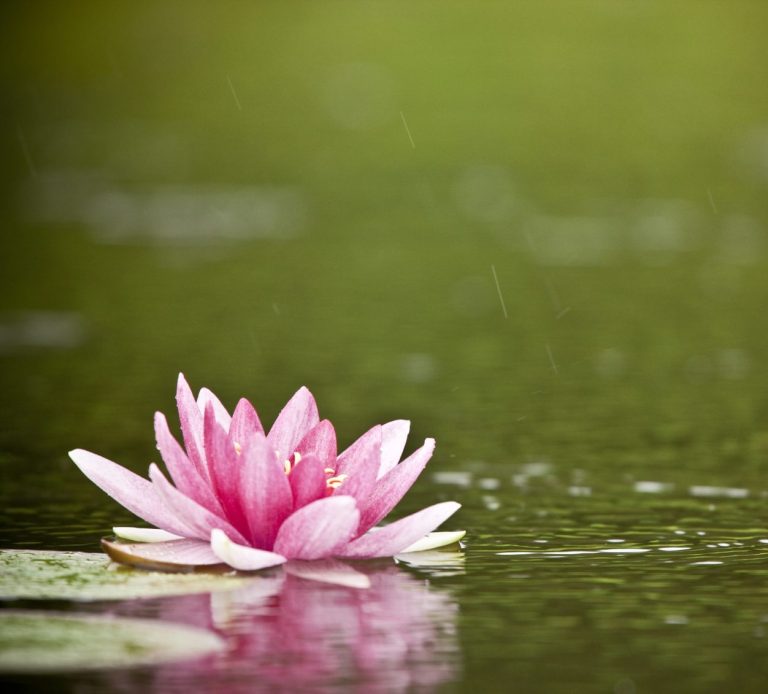 Un nenúfar rosa flota sobre la superficie de un lago o estanque