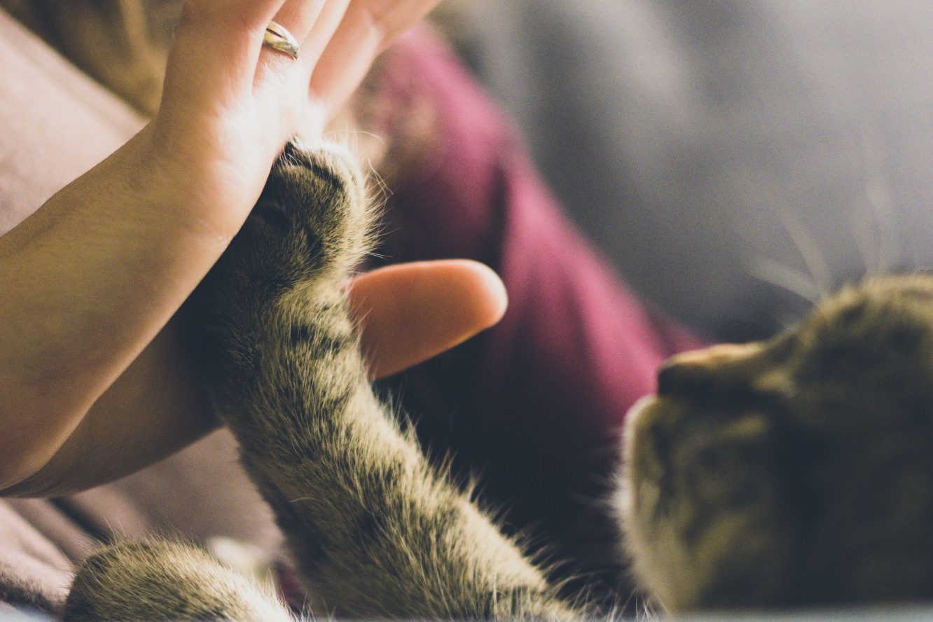 Un gato de color gris rayado pega su zarpa a la palma de la mano de un ser humano con jersey color vino