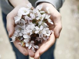 Primer plano de dos manos unidas sosteniendo un ramillete de flores de color blanco